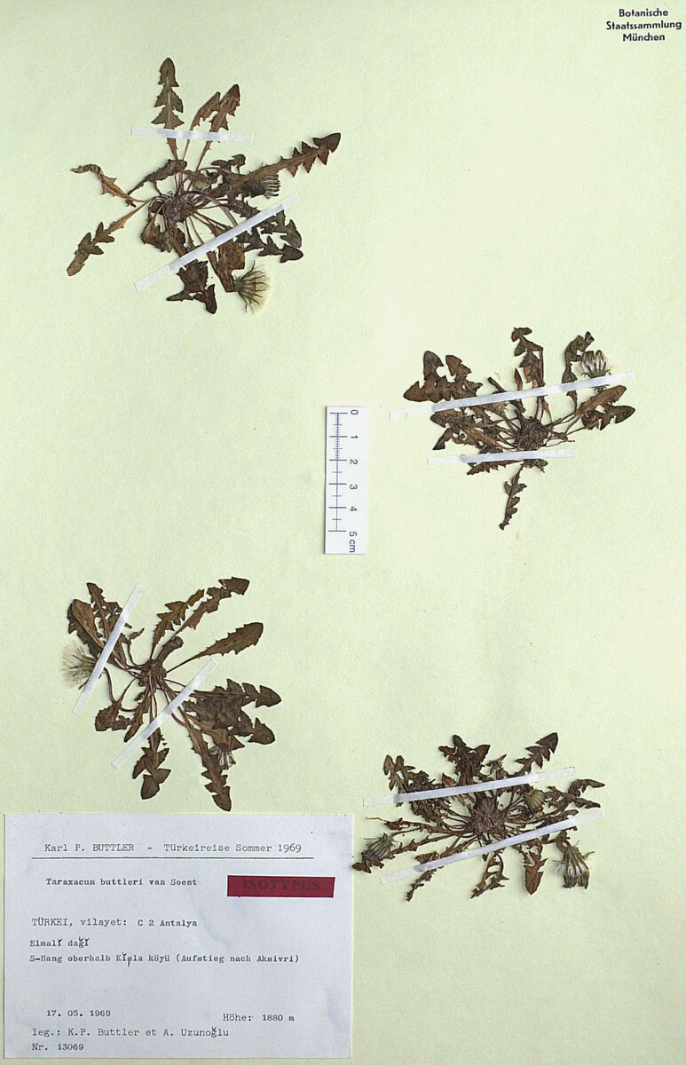 Taraxacum buttleri — photo