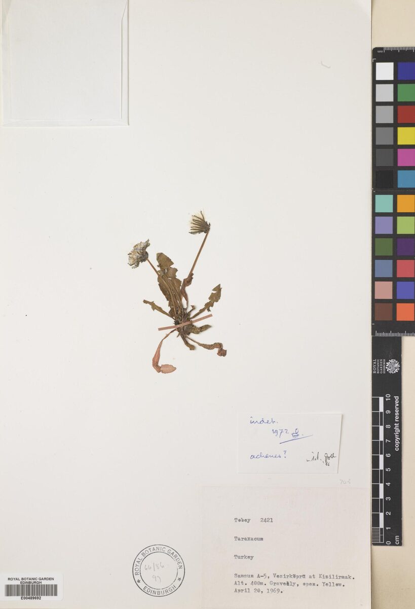 Taraxacum buttleri