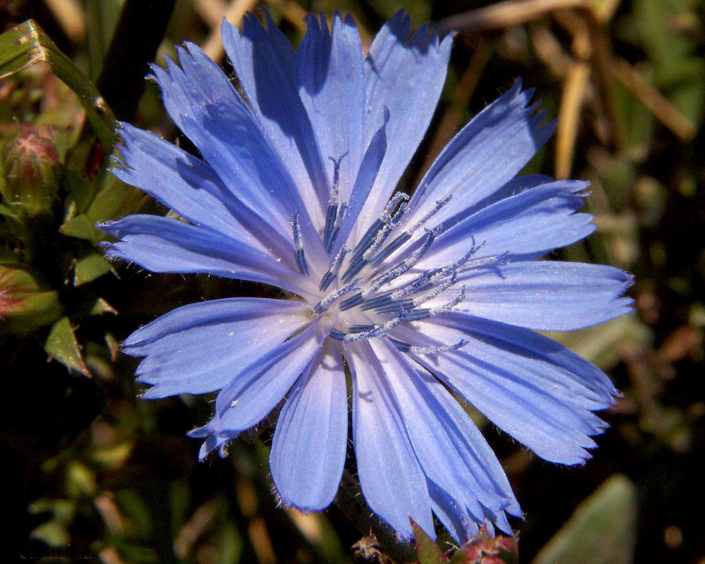 Taraxacum farinosum