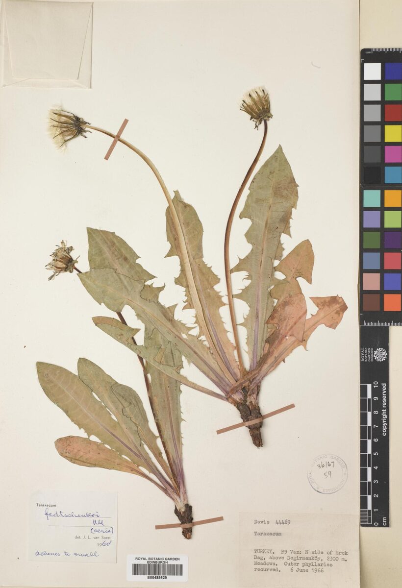 Taraxacum fedtschenkoi