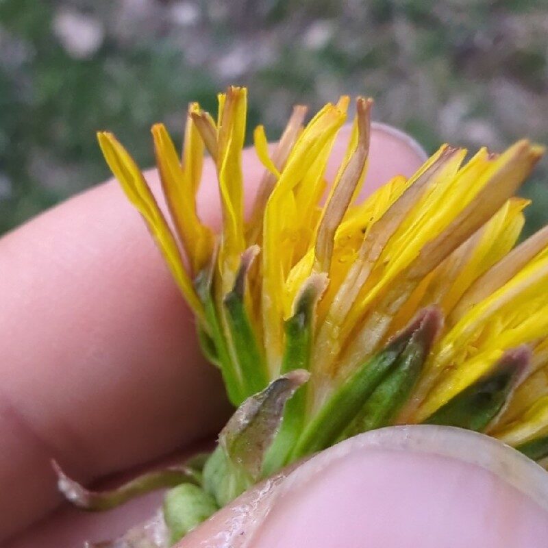 Taraxacum laevigatum - (Willd.)DC. (Red-Seed Dandelion) — photo