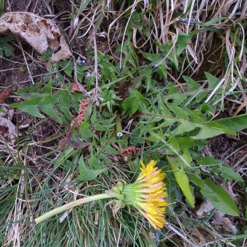 Taraxacum laevigatum - (Willd.)DC. (Red-Seed Dandelion) — photo