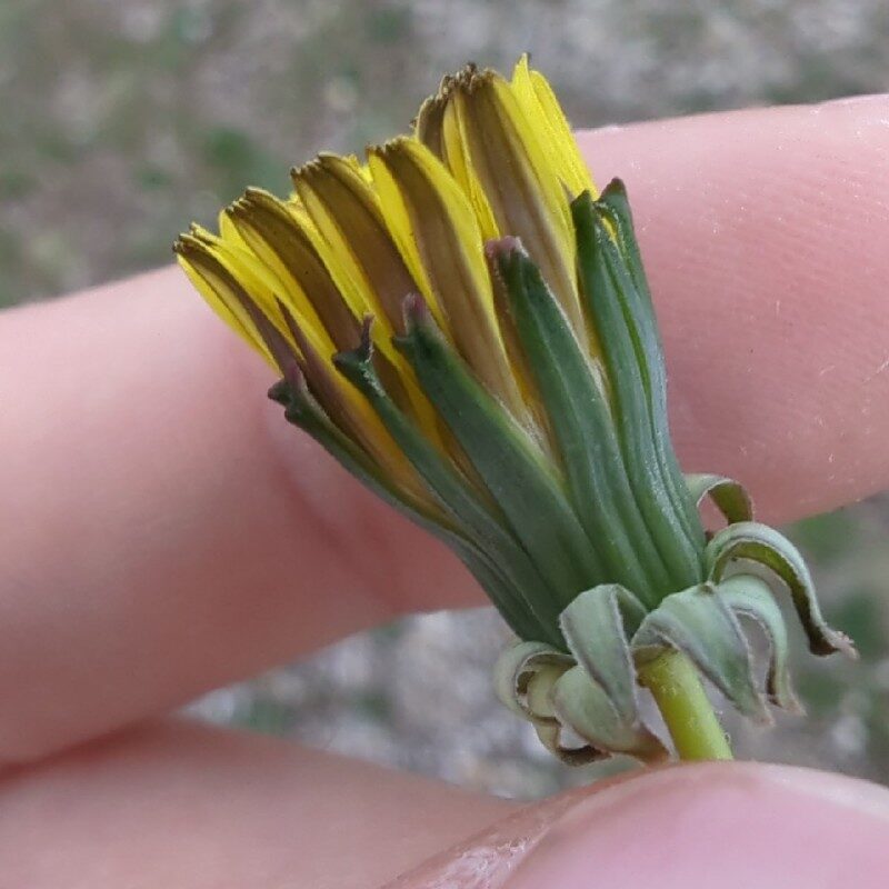 Taraxacum laevigatum - (Willd.)DC.