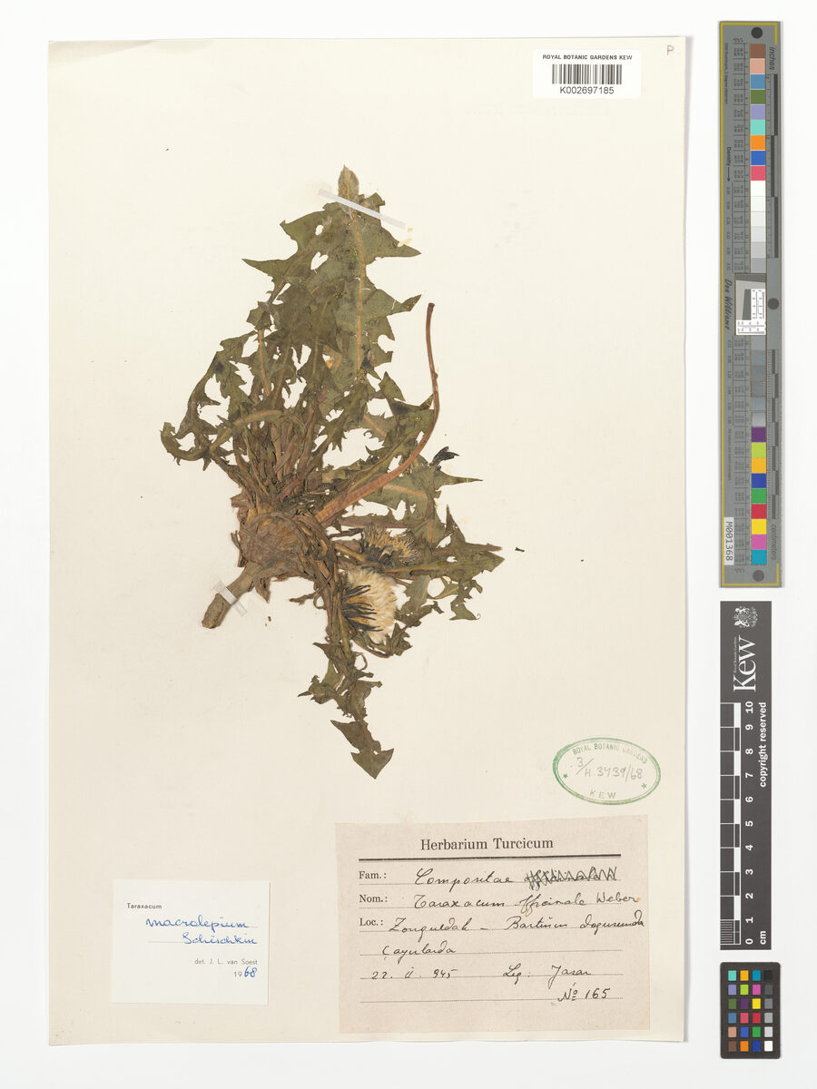 Taraxacum macrolepium — photo