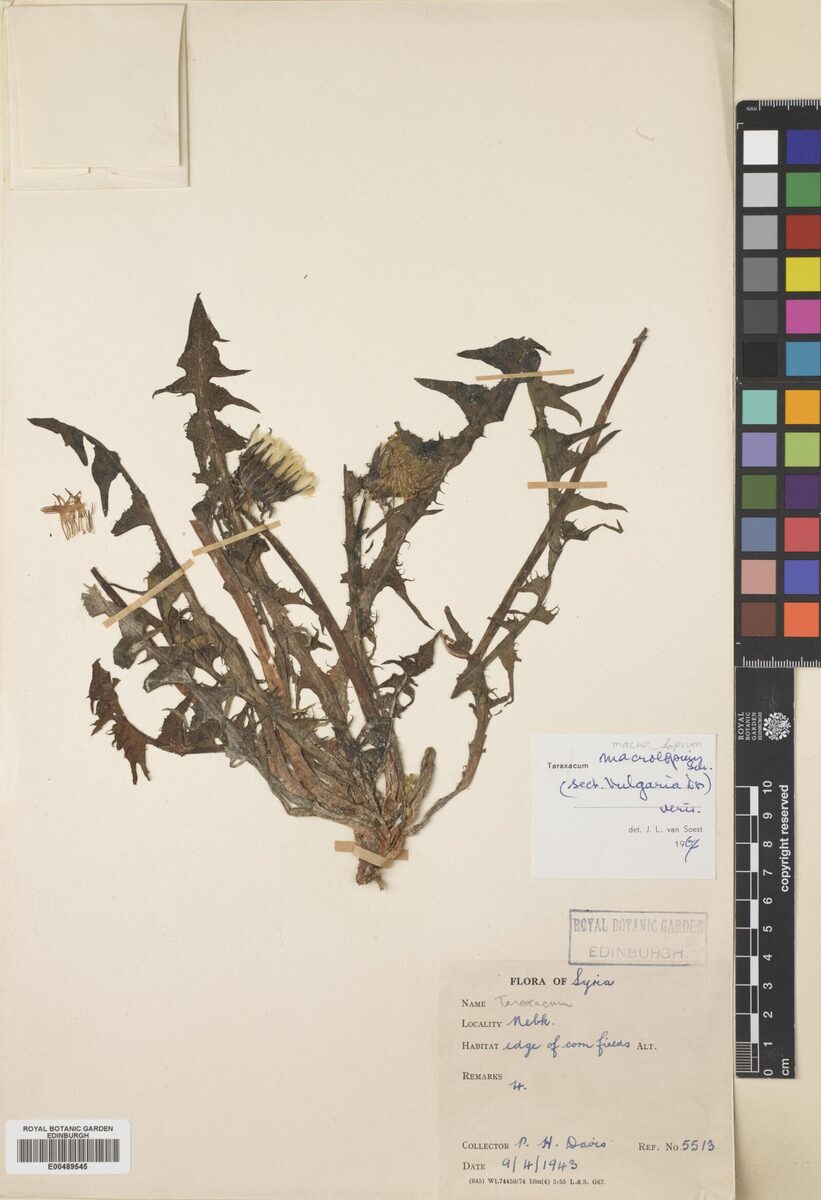 Taraxacum macrolepium — photo