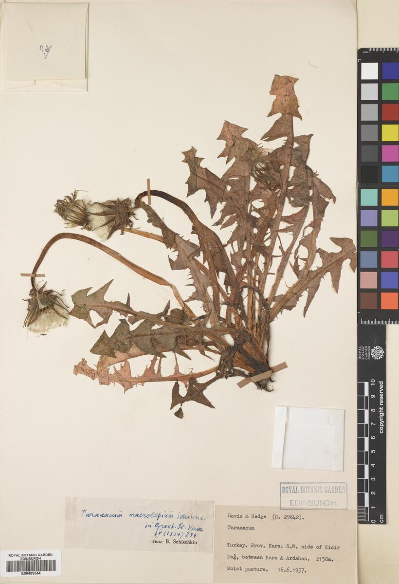 Taraxacum macrolepium