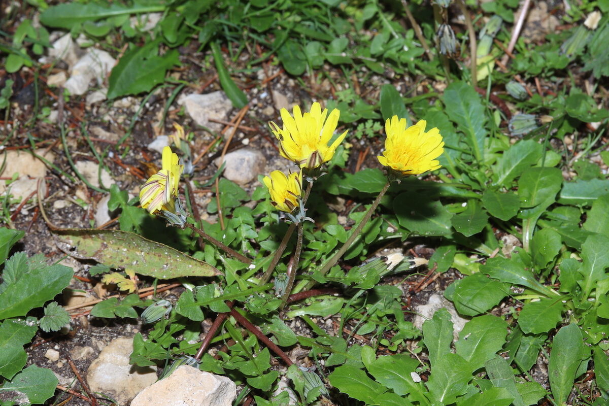 Taraxacum megalorrhizon - (Forssk.)Hand — photo