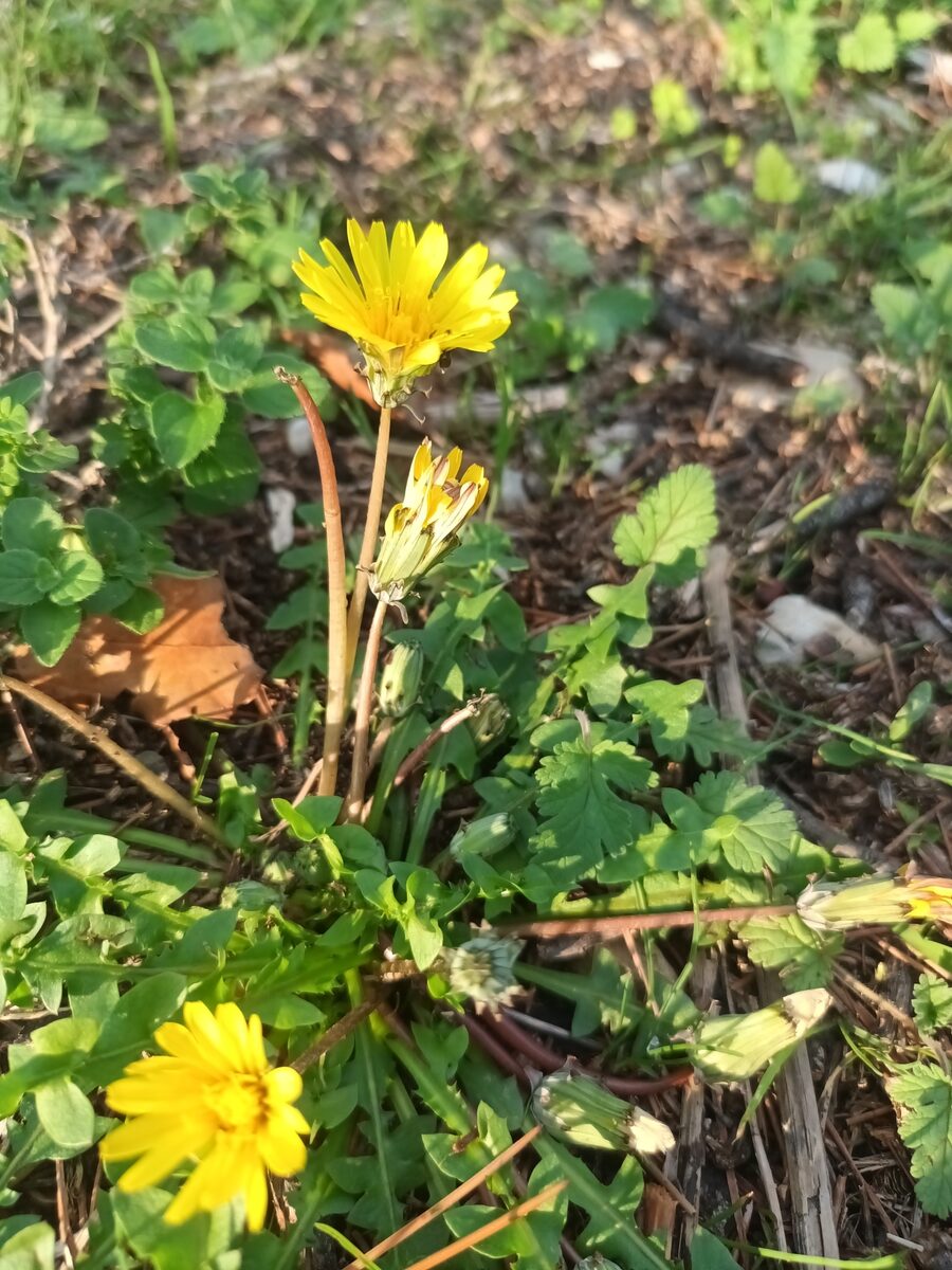 Taraxacum megalorrhizon - (Forssk.)Hand — photo