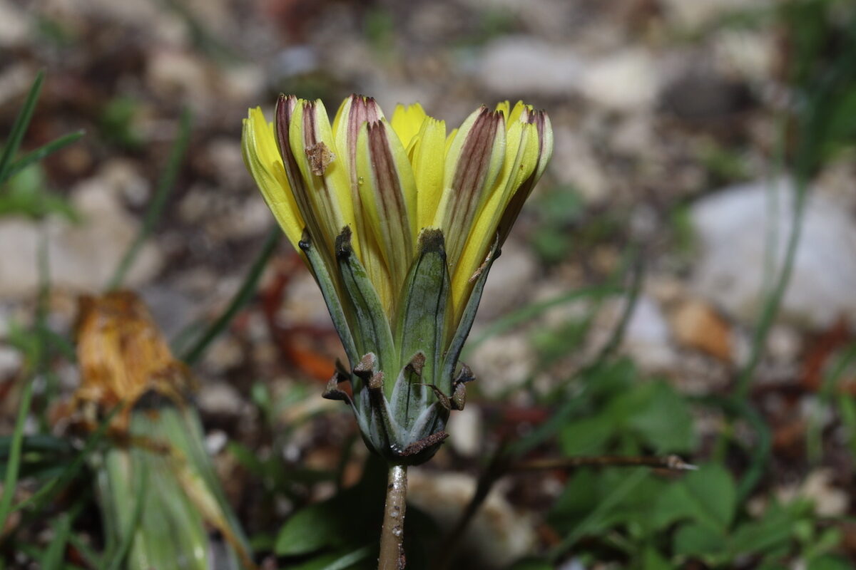 Taraxacum megalorrhizon - (Forssk.)Hand