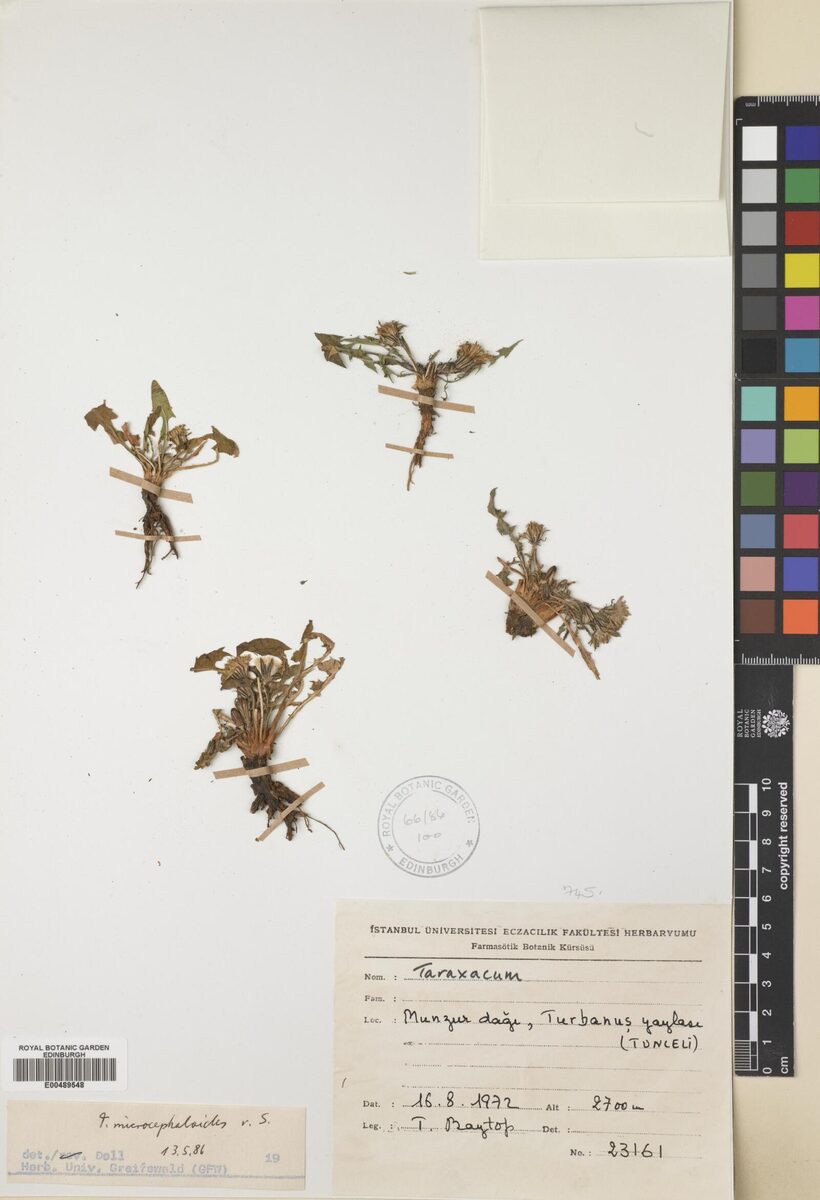Taraxacum microcephaloides — photo