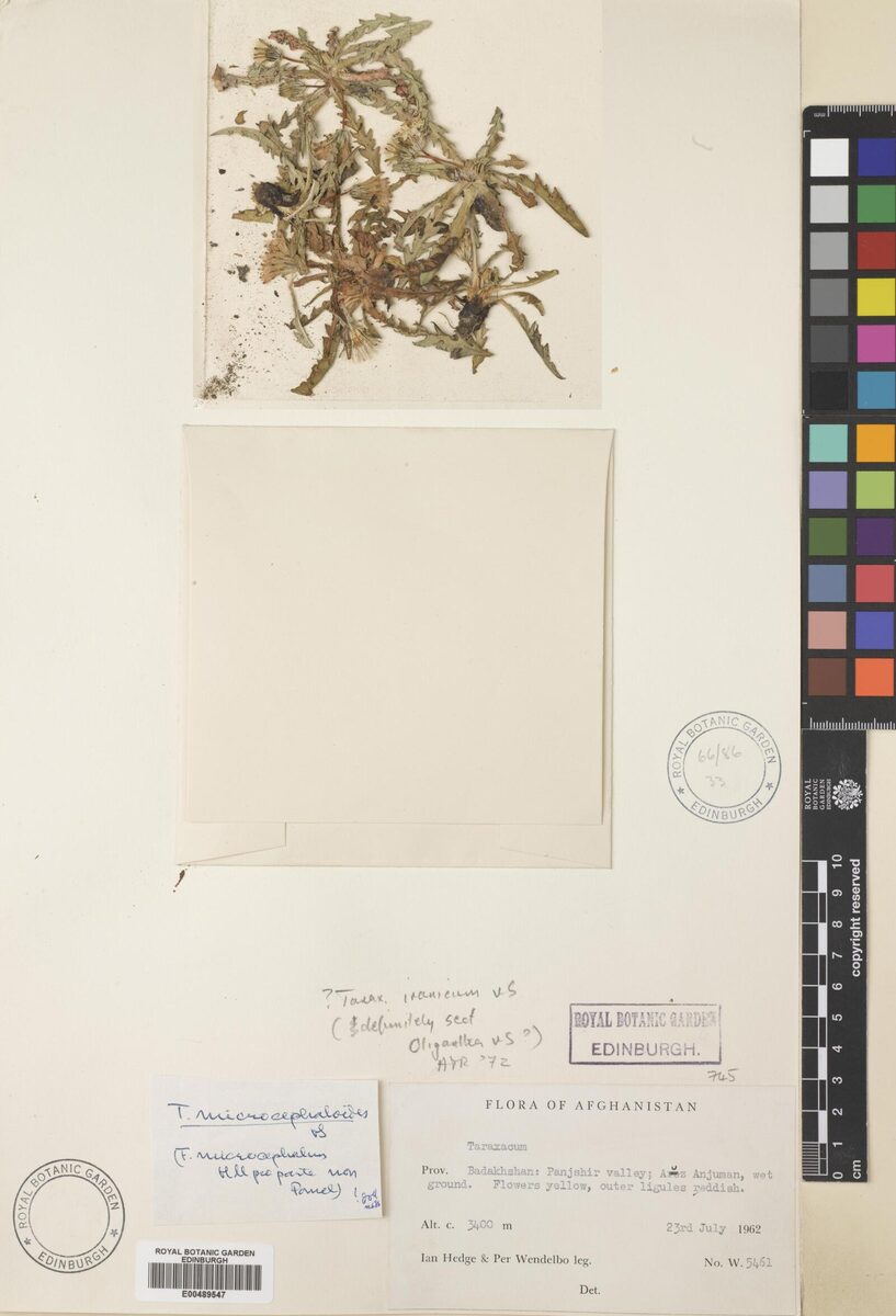 Taraxacum microcephaloides — photo