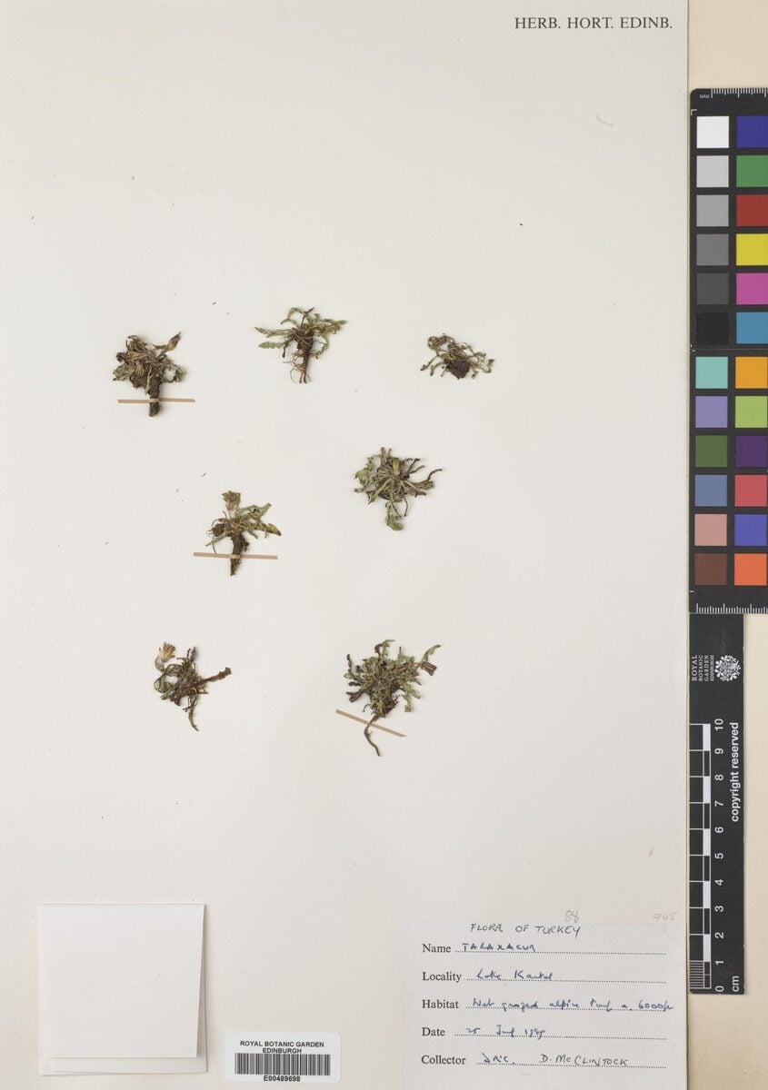Taraxacum microcephaloides
