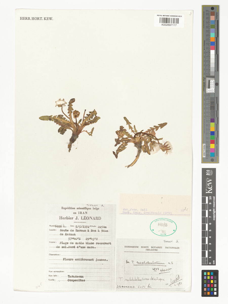 Taraxacum neolobulatum — photo