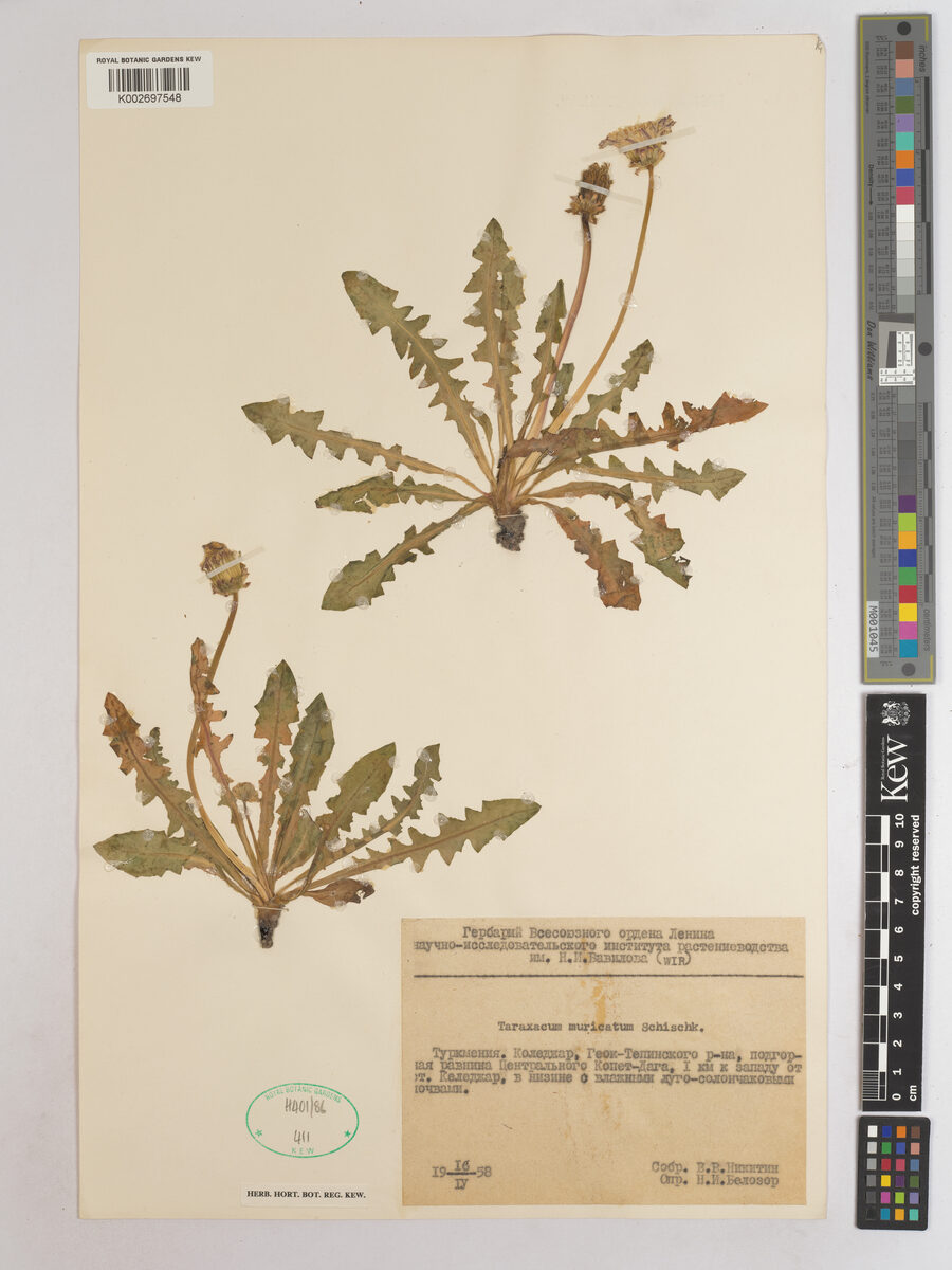 Taraxacum neolobulatum — photo