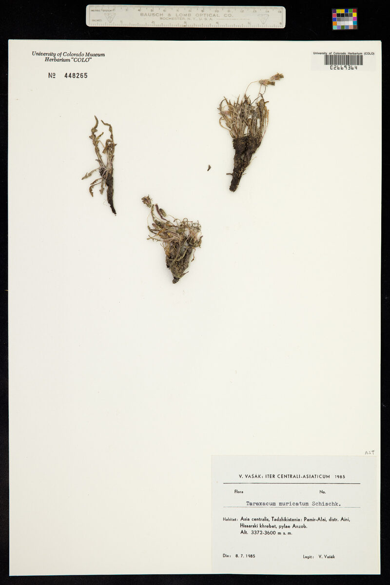 Taraxacum neolobulatum