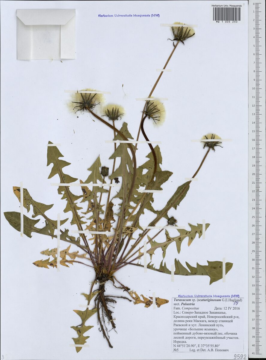 Taraxacum scaturiginosum — photo