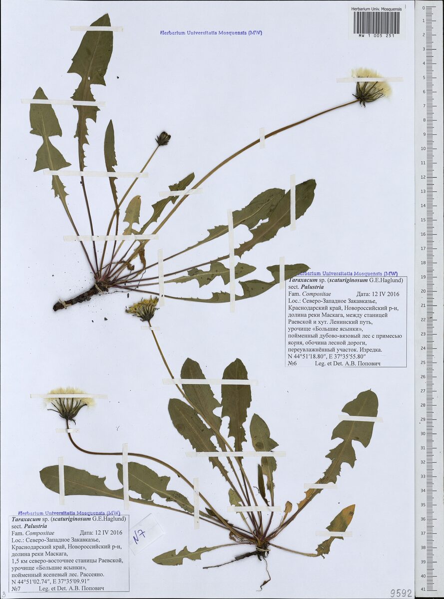 Taraxacum scaturiginosum