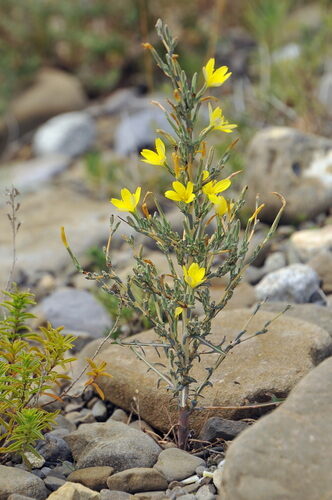 Taraxacum serotinum (Cukur citligi) — photo