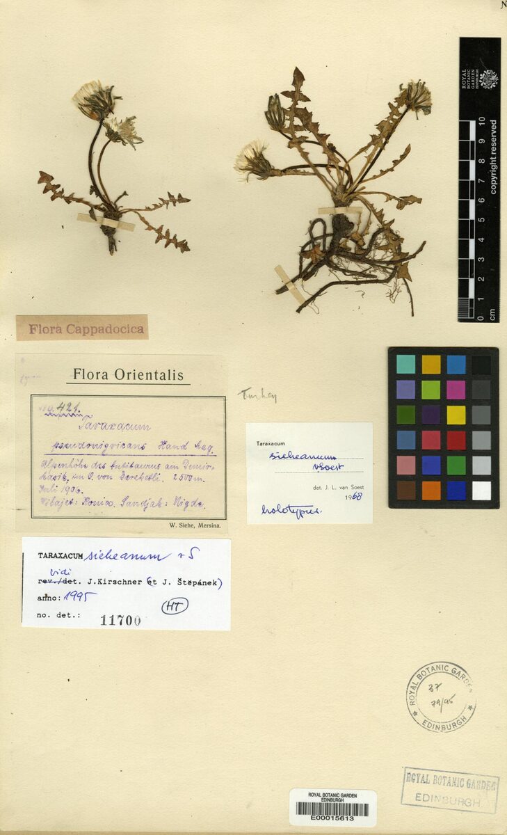 Taraxacum sieheanum — photo