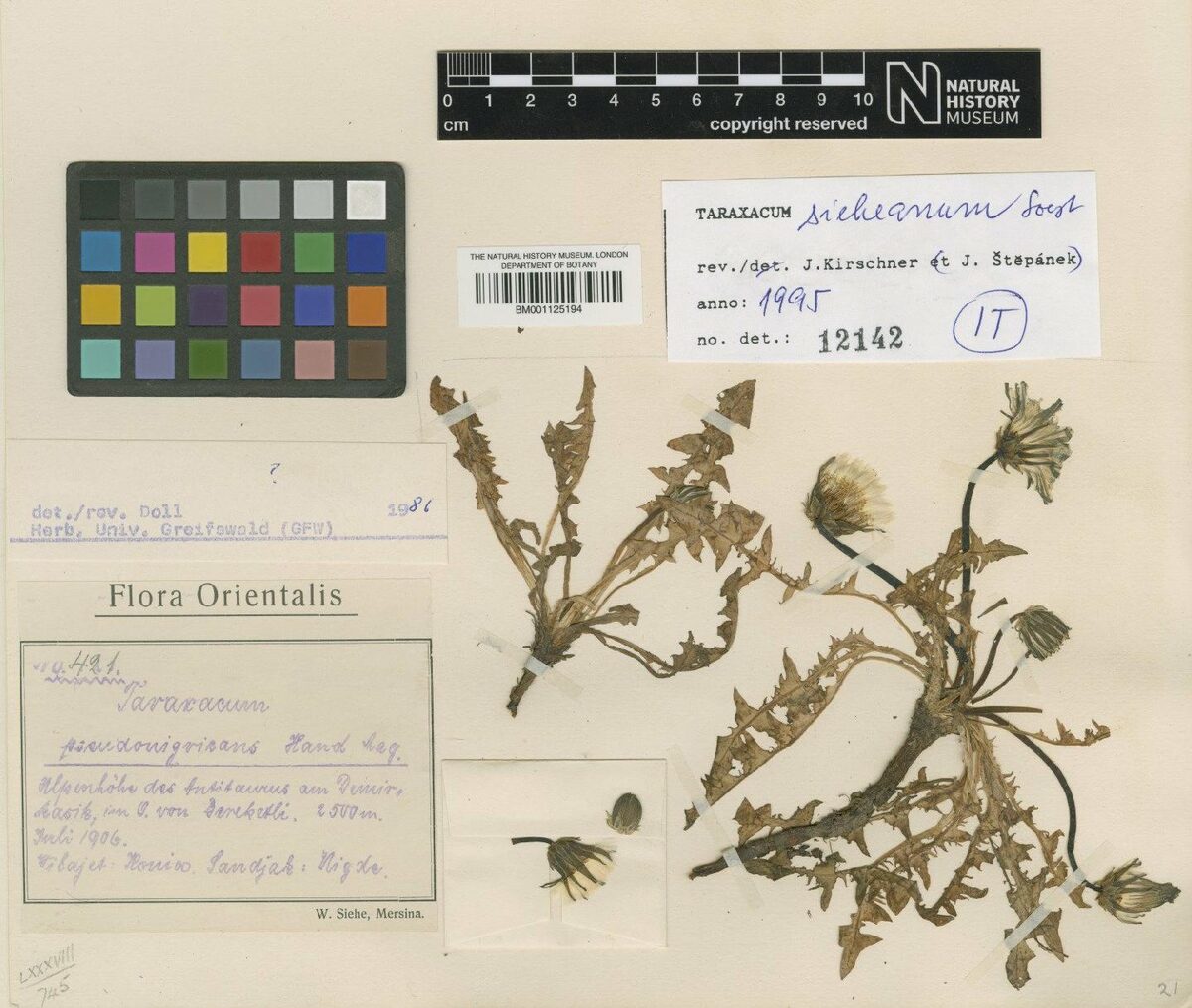 Taraxacum sieheanum — photo