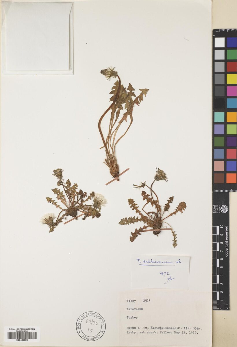 Taraxacum sieheanum