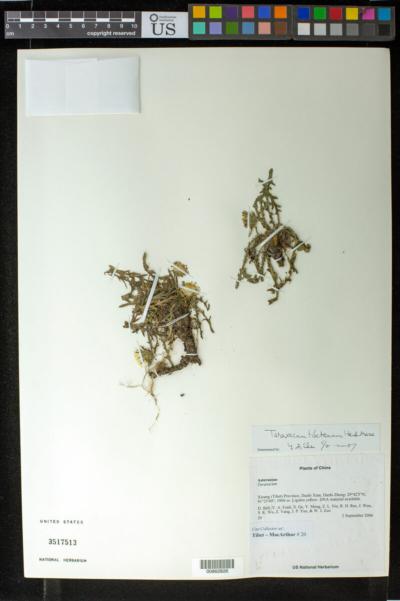 Taraxacum tibetanum — photo