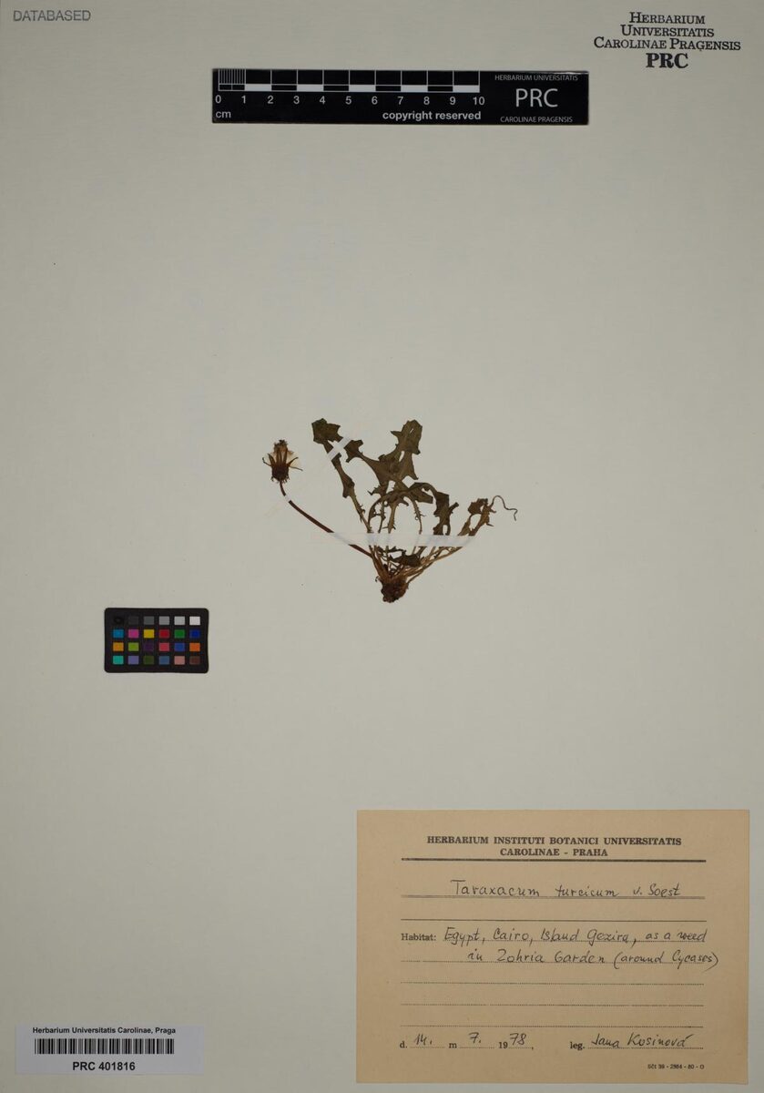 Taraxacum turcicum — photo
