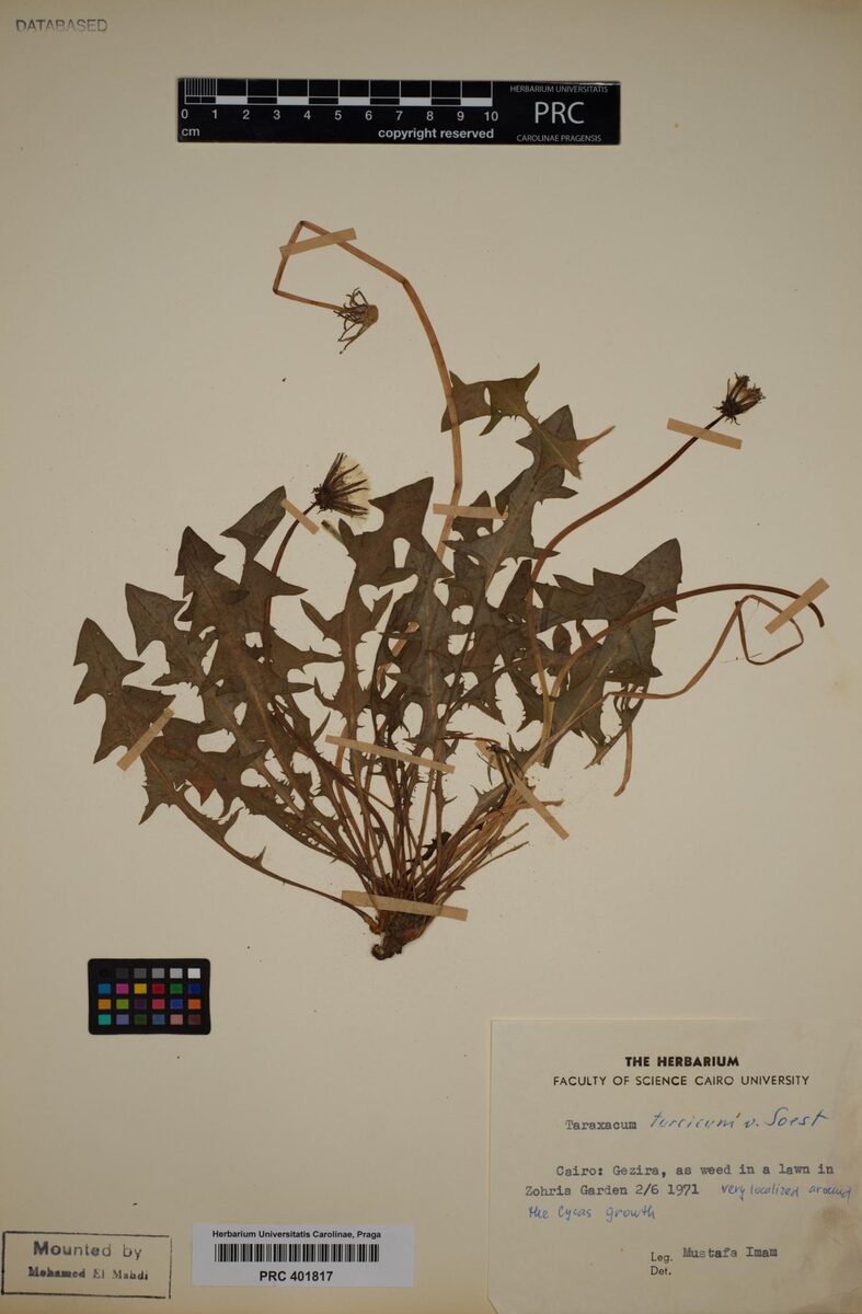 Taraxacum turcicum — photo