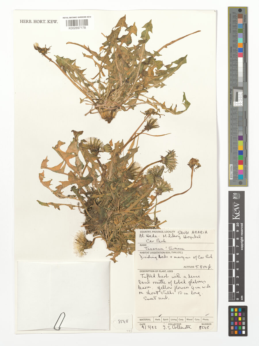 Taraxacum turcicum