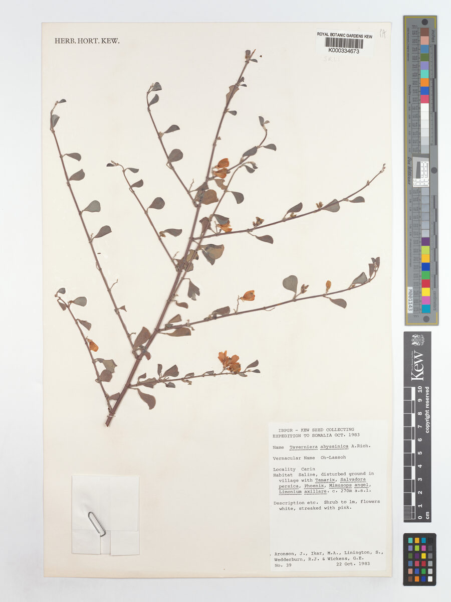 Taverniera abyssinica — photo
