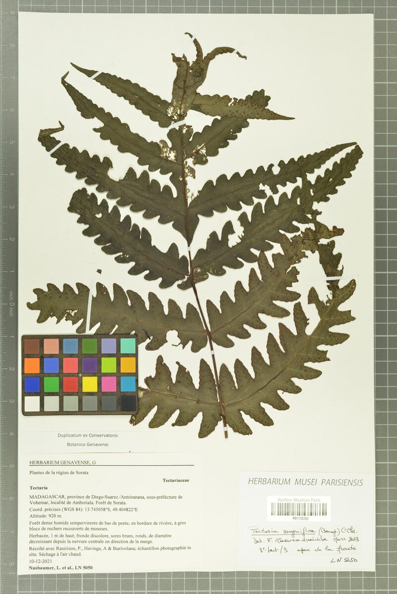 Tectaria magnifica — photo
