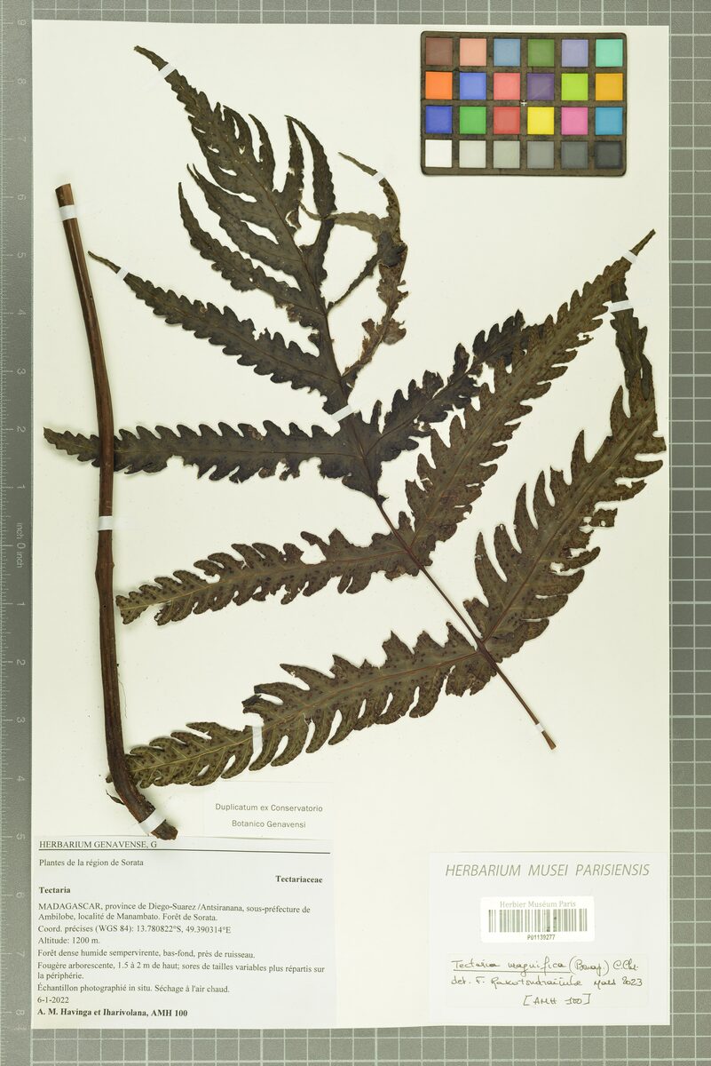 Tectaria magnifica