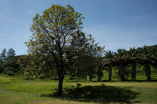 Tectona grandis (Teak) — photo