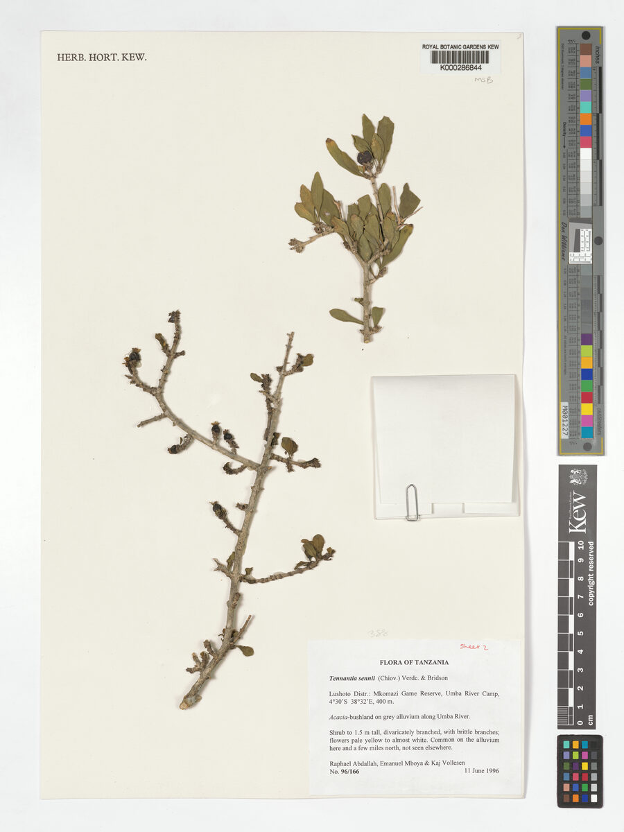 Tennantia sennii — photo