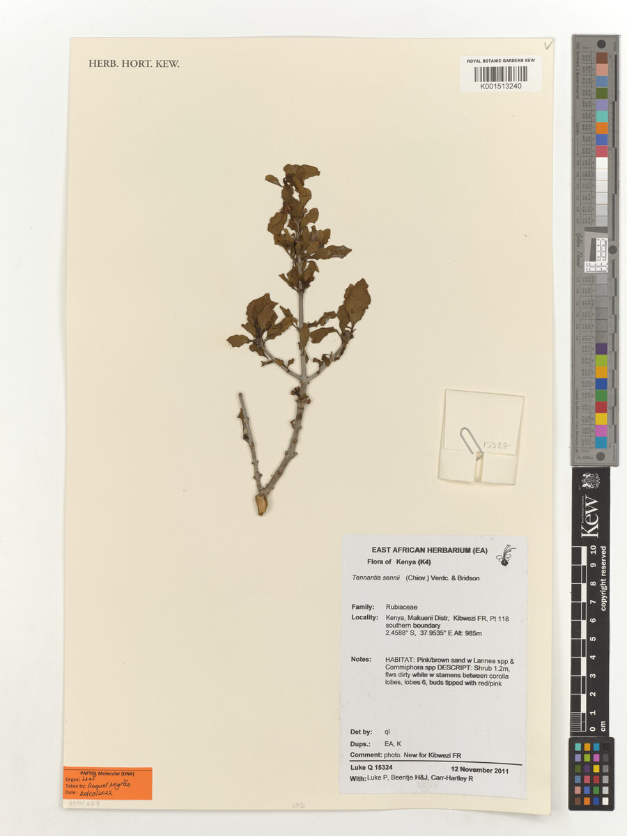 Tennantia sennii