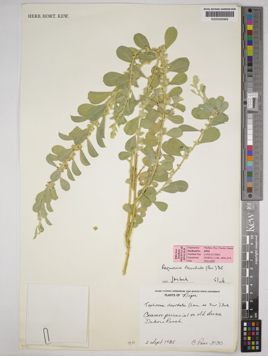 Tephrosia obcordata — photo