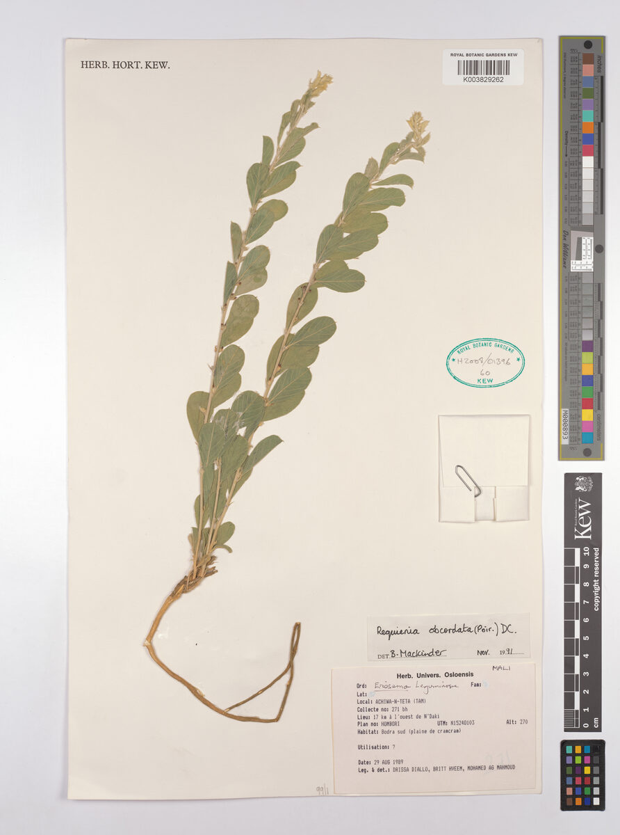 Tephrosia obcordata