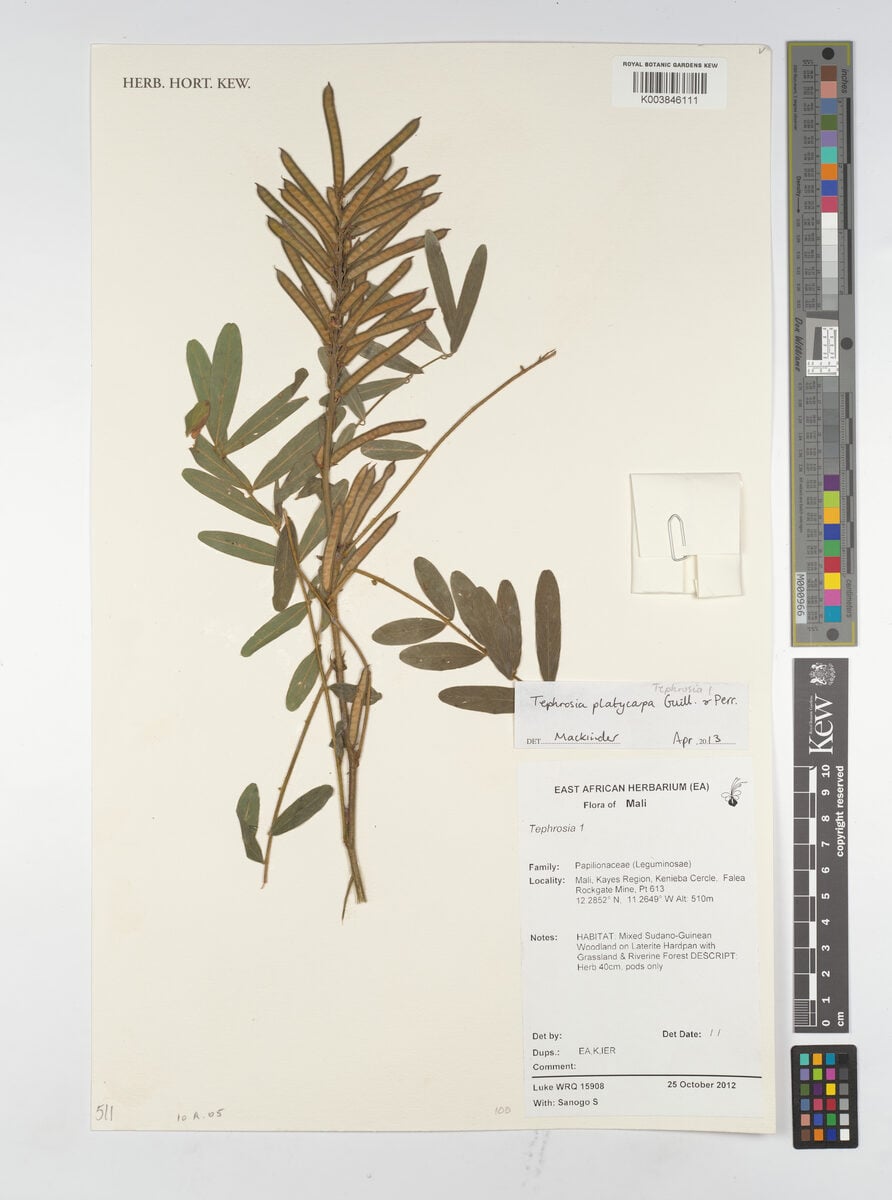 Tephrosia platycarpa