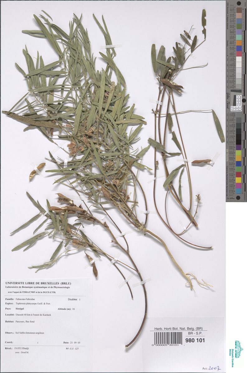 Tephrosia platycarpa — photo