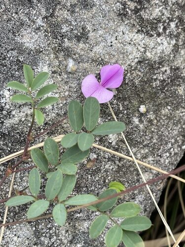 Tephrosia vogelii (Fish-poison-bean) — photo