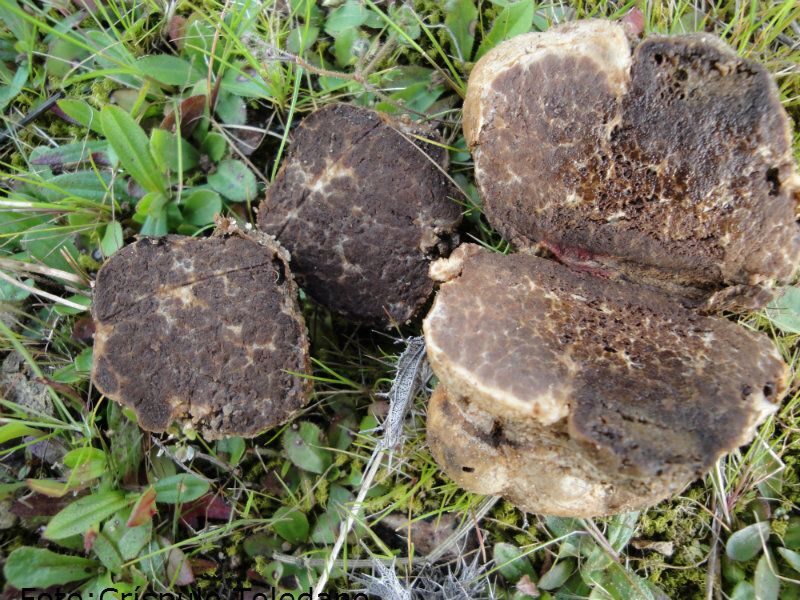 Terfezia leptoderma