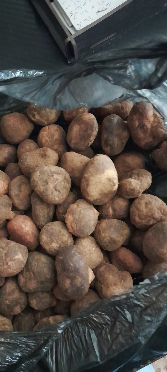 Terfezia spp. (“Truffle”) — photo