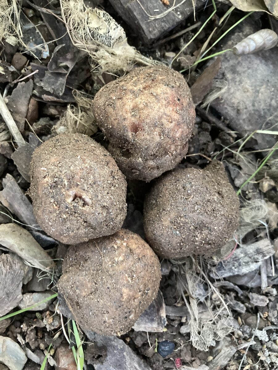 Terfeziaceae