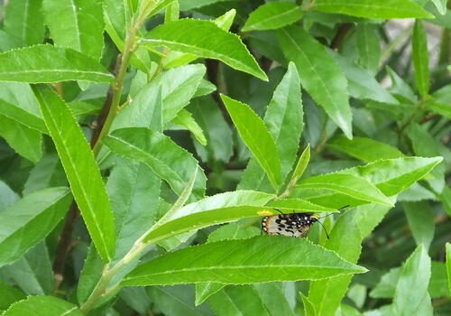 Terminalia carpentariae (Wild peach) — photo