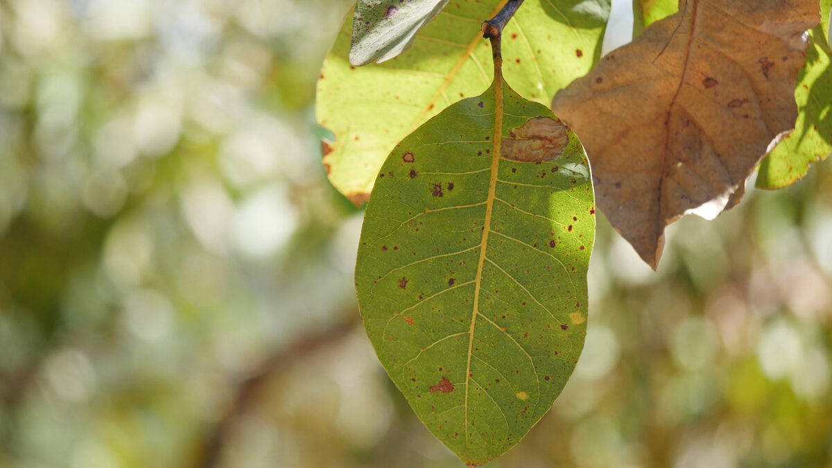 Terminalia carpentariae (Wild peach) — photo