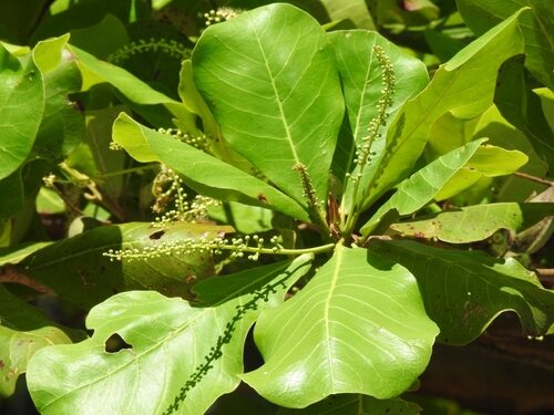 Terminalia chebula (Myrobalan) — photo