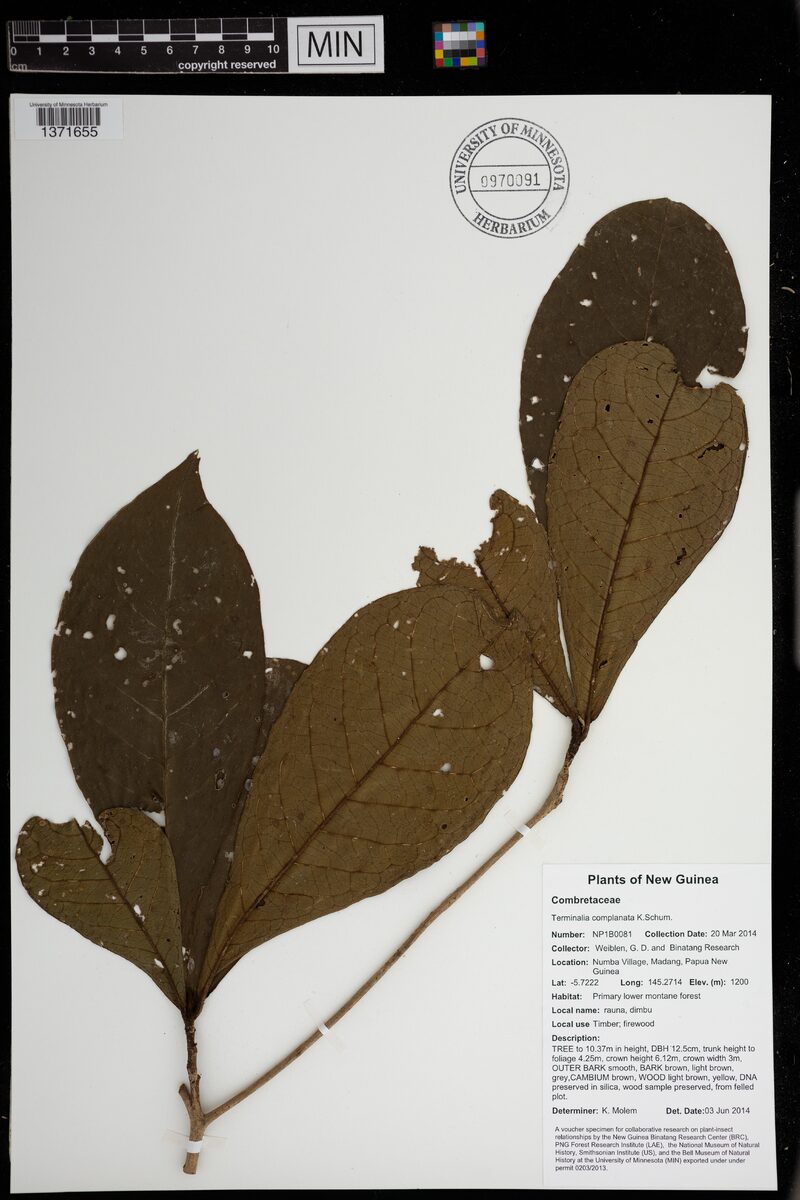 Terminalia complanata (Yellow terminalia) — photo