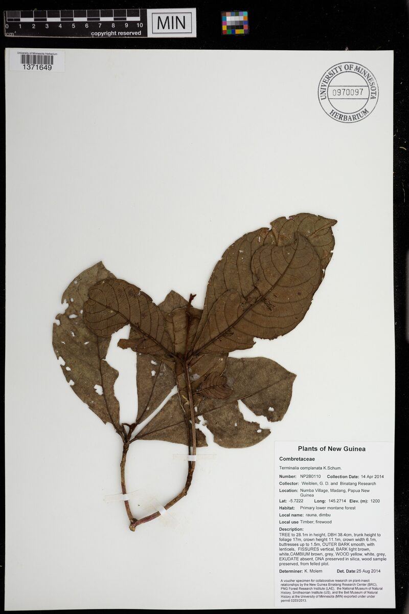 Terminalia complanata (Yellow terminalia) — photo