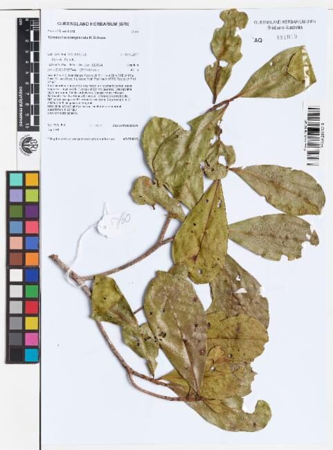 Terminalia complanata