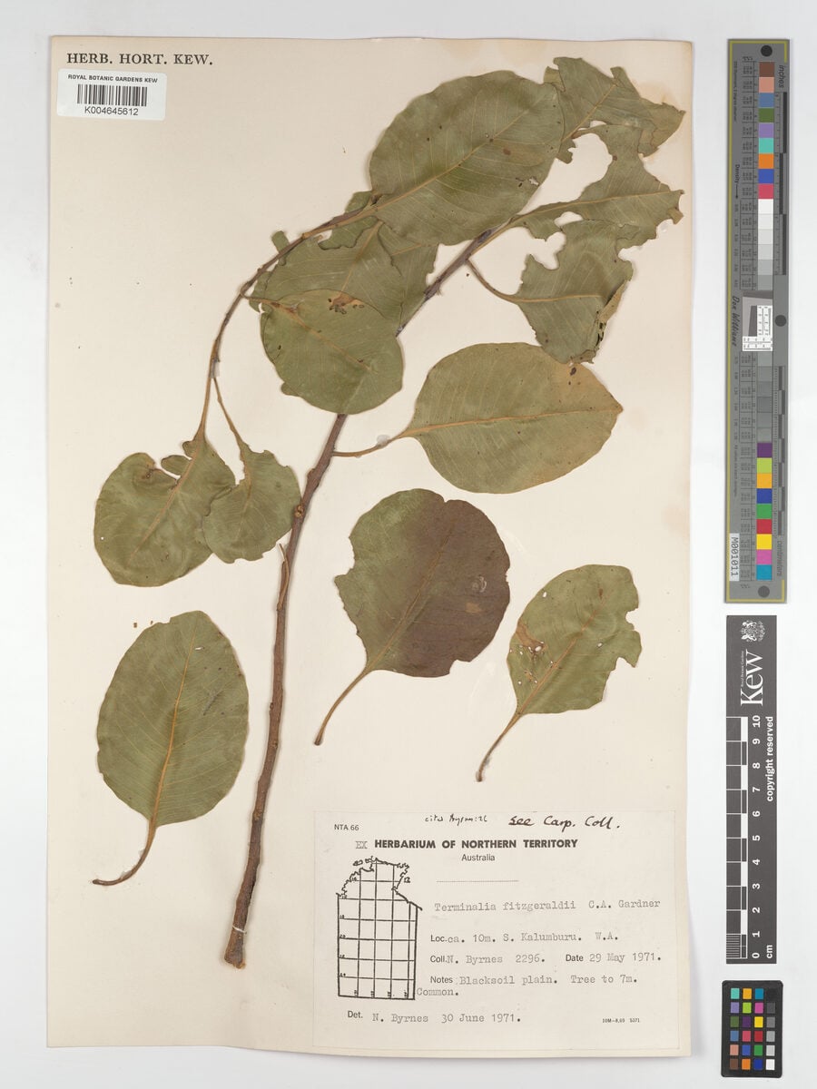 Terminalia fitzgeraldii — photo